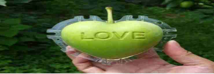In Cina si coltivano costosissimi frutti dalle forme mostruose (fruitmould.com) 081.it 281022