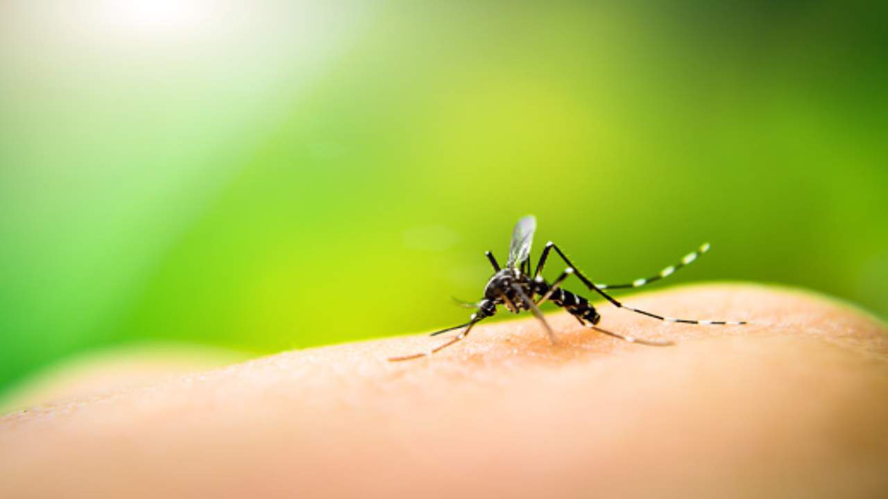 Zanzare pungono in autunno alcune persone (pixabay) - 081.it 221022