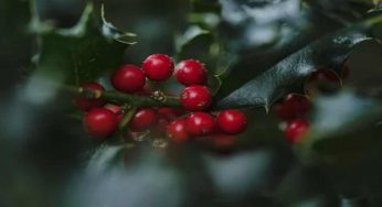 La storia “sanguinosa” dell’agrifoglio, pianta di Natale per eccellenza