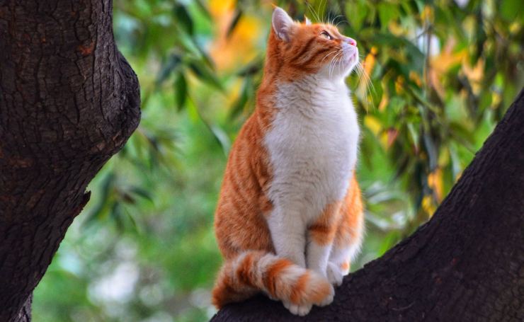 Gatti su albero perché non scende 