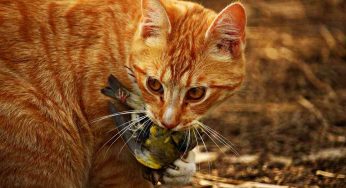 Perché i gatti portano animali morti in casa? E cosa dobbiamo fare?