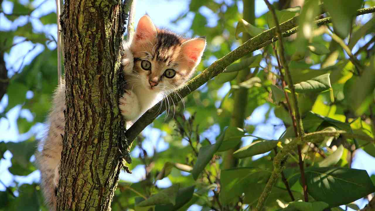 Gatto su albero scendere curiosità 